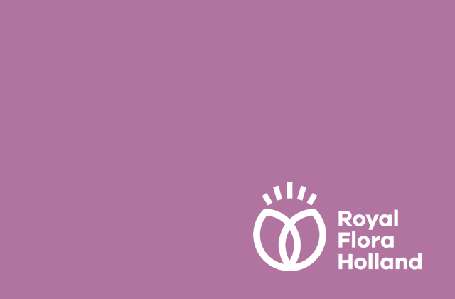 Royal FloraHolland case study banner